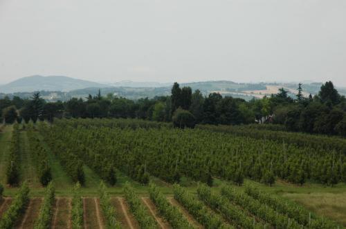 Hotel Cavallino Faenza Zewnętrze zdjęcie